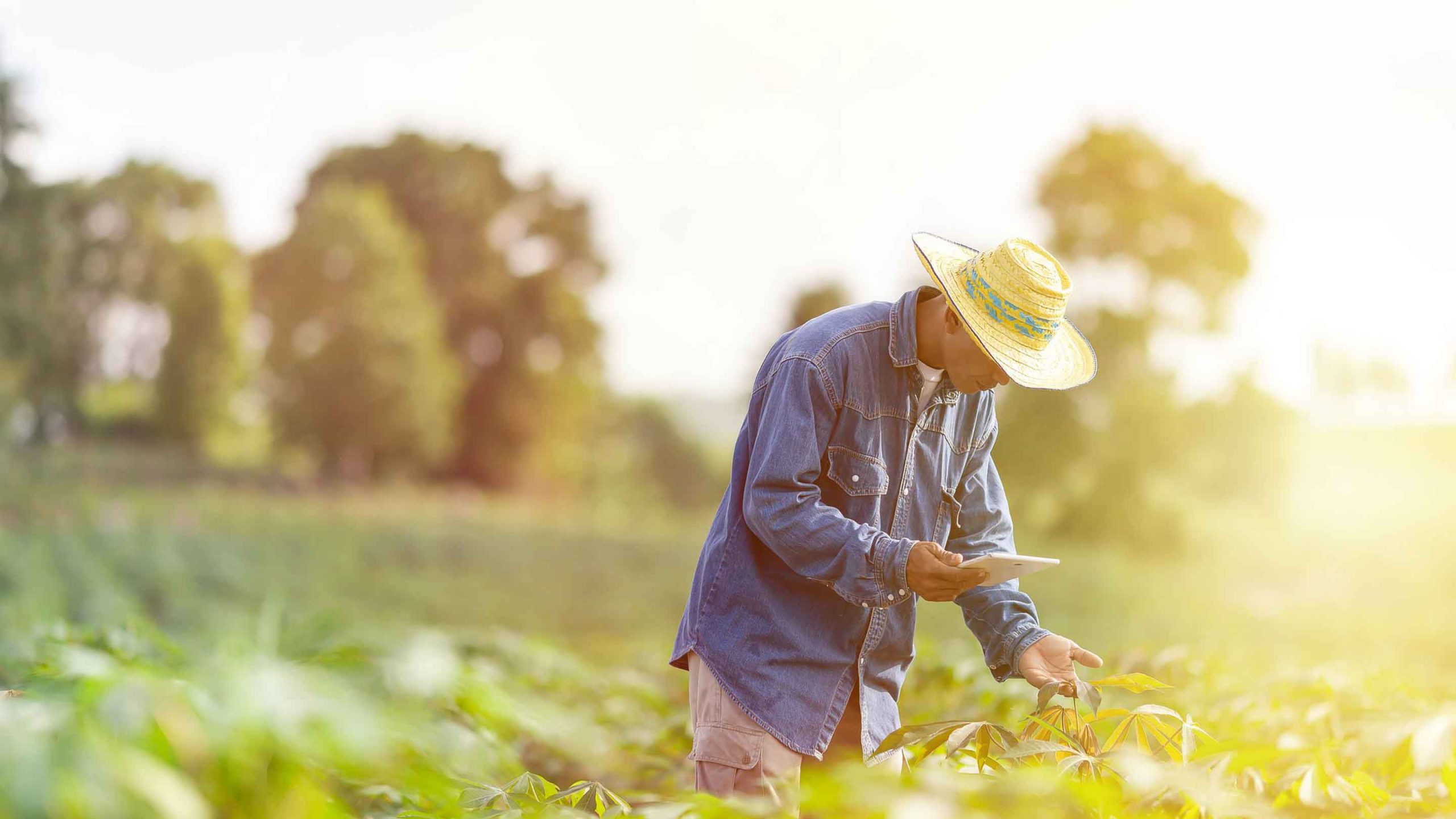 climate-smart-agriculture-needs-a-better-yardstick-rectangle
